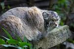 2014-09-08_ZOO_Ostrava/imgp4764%20-%20manul%20-%20otocolobus%20manul_mini.jpg