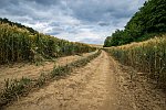 krajiny/cesta_polem_mini.jpg