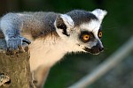 zver/lemur_mini.jpg